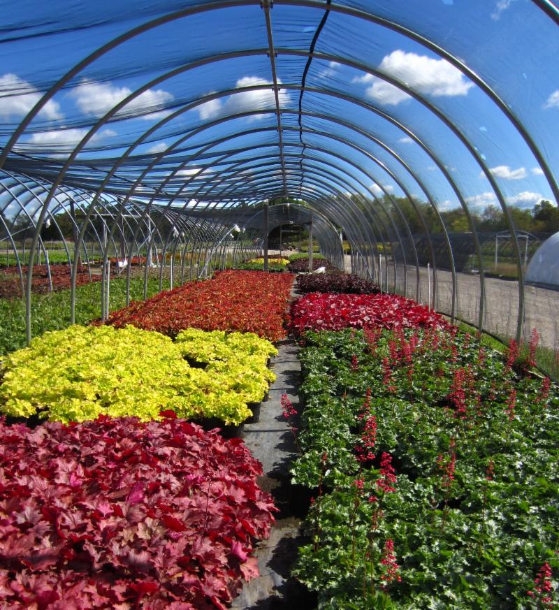 50 Years of Stories Hooks Nursery ILT Vignocchi Landscape Architects & Contractors